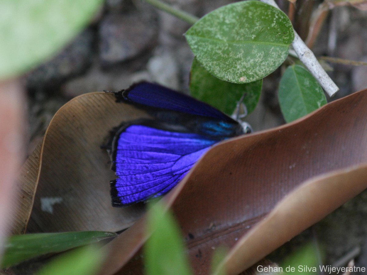 Arhopala amantes Hewitson, 1862